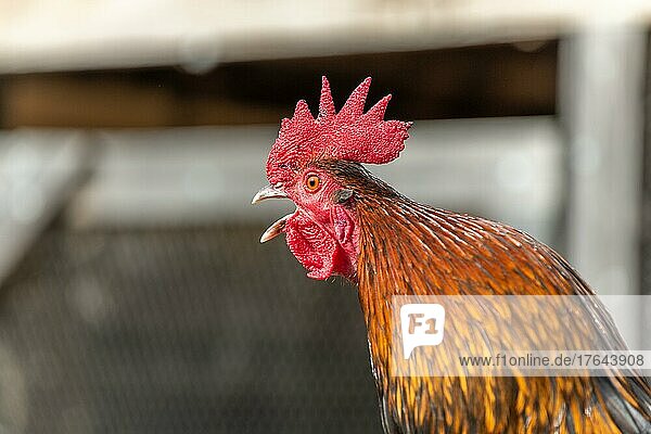 Portrait of a Rooster crowing in a farmyard. Educational Farm  Alsace