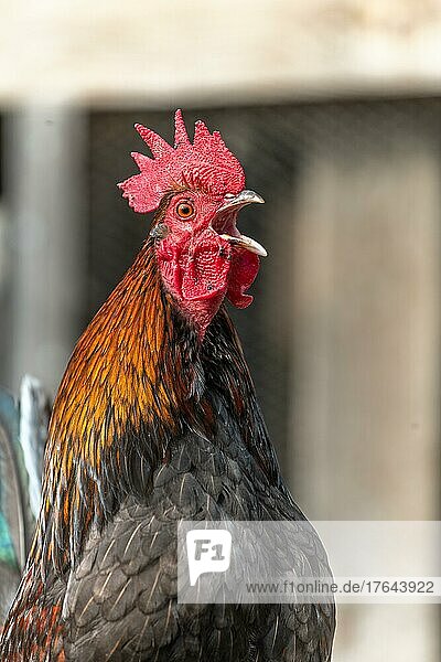 Portrait of a Rooster crowing in a farmyard. Educational Farm  Alsace