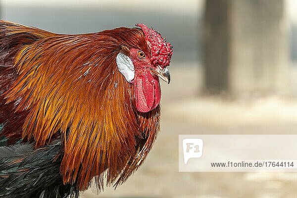 Portrait of a Rooster in a farmyard. Educational Farm  rhinau  alsace  Frankreich  Europa