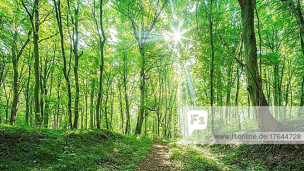 Panorama,  Wanderweg durch naturnahen Buchenwald,  Sonne strahlt durchs Laub,  Burgenlandkreis,  Sachsen-Anhalt,  Deutschland,  Europa