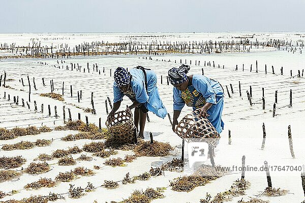 Frauen ernten Rotalgen (Rhodophyta) Plantage  Seaweed center  Frauen Cooperative  Algenanbau und Seifenproduktion  Paje  Ostküste Unguja  Sansibar  Tansania  Afrika