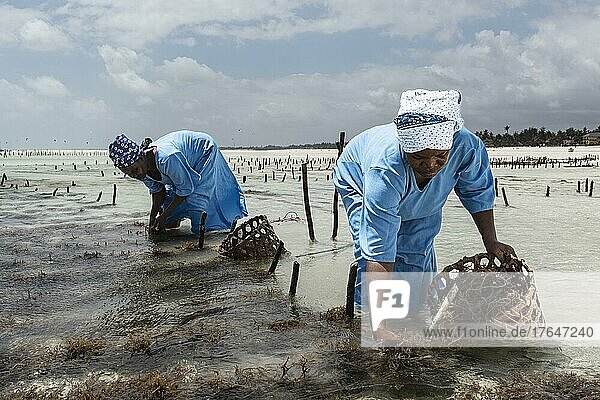 Frauen ernten Rotalgen (Rhodophyta) Plantage im flachen Wasser  Seaweed center  Frauen Cooperative  Algenanbau und Seifenproduktion  Paje  Ostküste Unguja  Sansibar  Tansania  Afrika