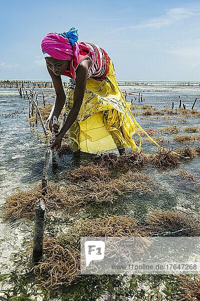 Rotalgen (Rhodophyta)  Farm im flachen Wasser  Frau erntet Rotalgen  Jambiani  Ostküste  Unguja  Sansibar  Tansania  Afrika