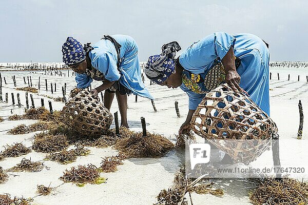 Frauen ernten Rotalgen (Rhodophyta) Plantage  Seaweed center  Frauen Cooperative  Algenanbau und Seifenproduktion  Paje  Ostküste Unguja  Sansibar  Tansania  Afrika