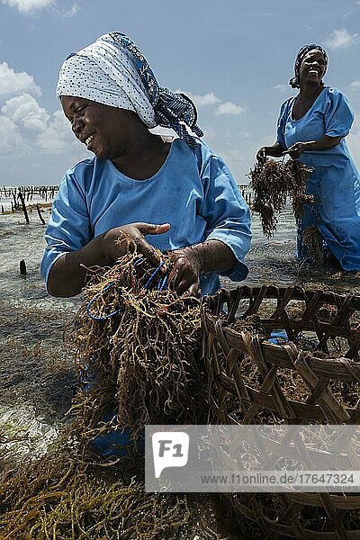 Frauen ernten Rotalgen (Rhodophyta) Plantage im flachen Wasser  Seaweed center  Frauen Cooperative  Algenanbau und Seifenproduktion  Paje  Ostküste Unguja  Sansibar  Tansania  Afrika