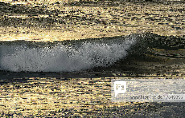 Dramatic ocean wave in golden light