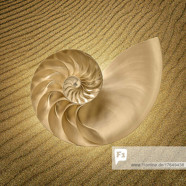 Nautilus sea shell against rippled sand  digital composite