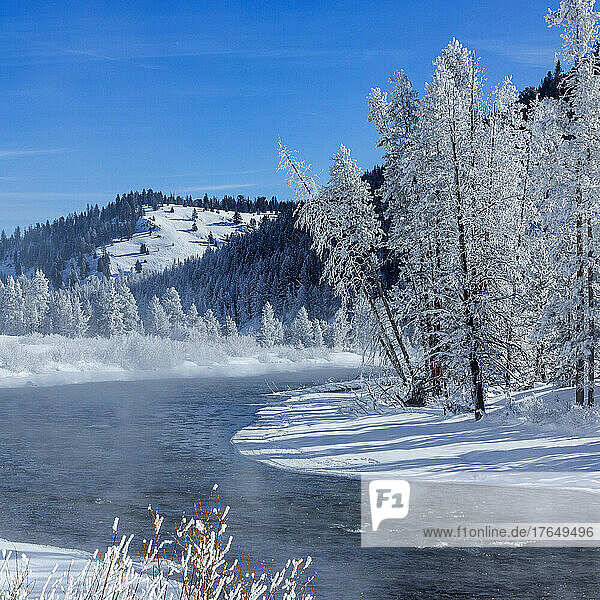 United States  Idaho  Stanley  Frosty trees and mist on river near Sun Valley on sunny winter day