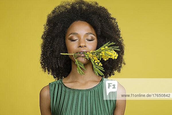 Young woman with eyes closed holding mimosa flower in mouth against yellow background
