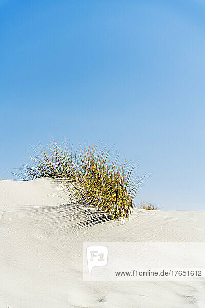 Sanddünen mit Pflanzen unter blauem Himmel