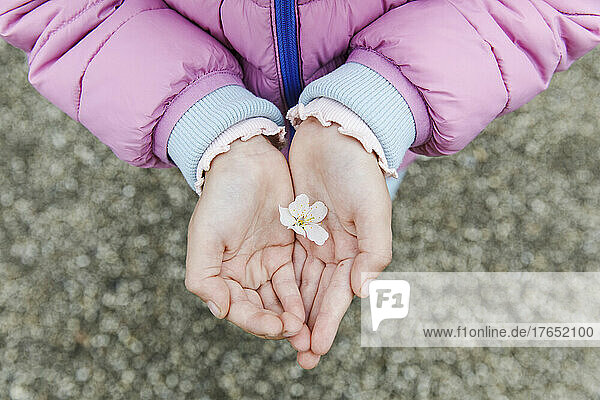 Cupped hands of girl holding cherry blossom