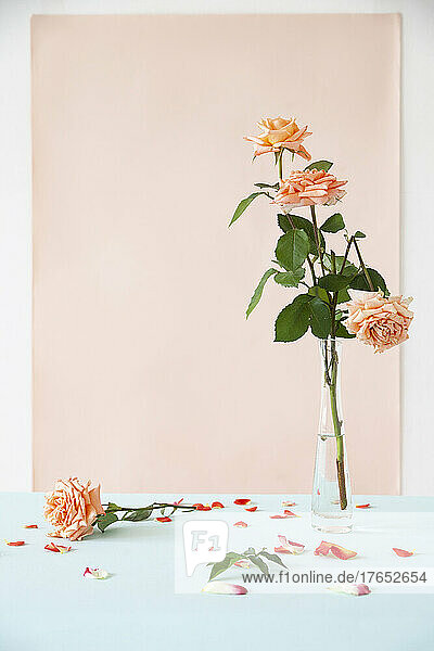 Roses in vase by fallen petals on table against pink backdrop