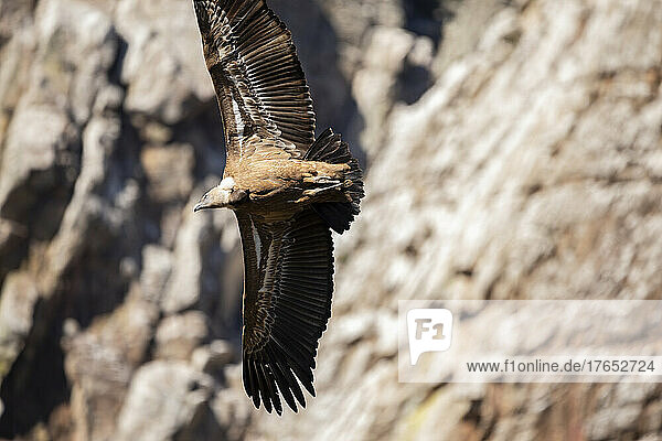 View of vulture in flight