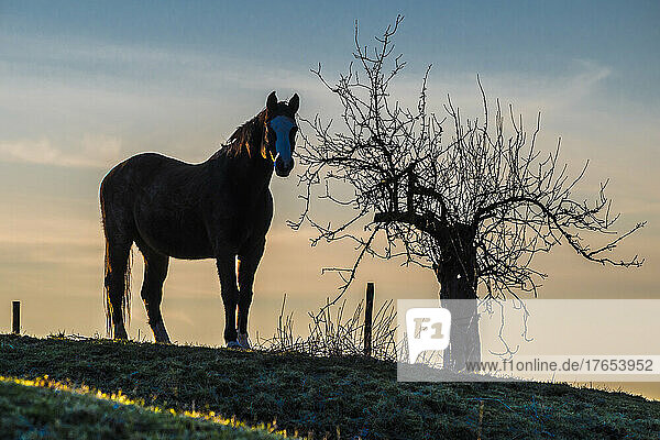 Silhouette of horse standing near bare tree at dusk