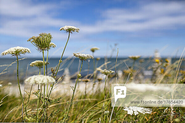 Plants and flowers near sea in front of sky on sunny day