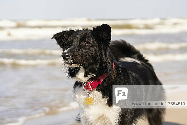 Border collie with pet collar at beach