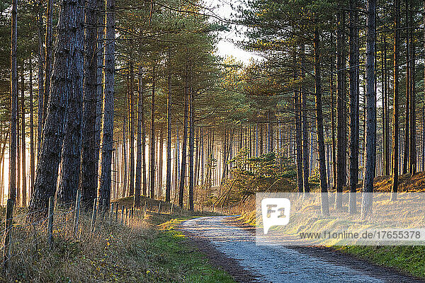 UK  Wales  Empty dirt road in Newborough Forest at dusk