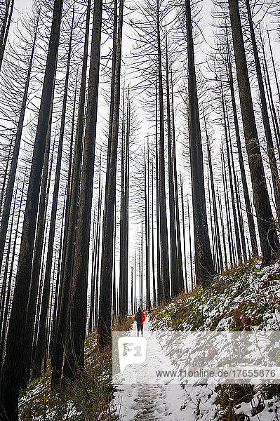 Female posing on a snowy burned trail in The Columbia River Gorge