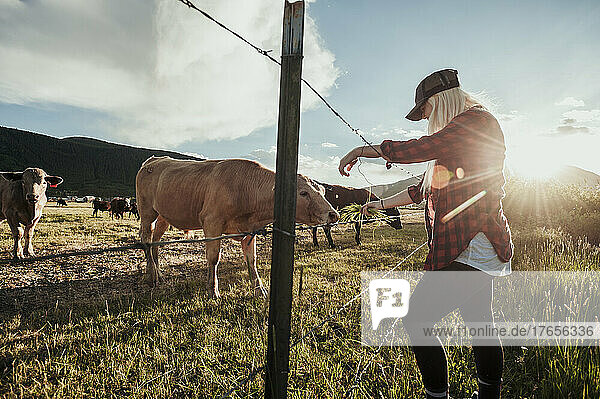 Girl feeding a cow on a ranch in the mountains