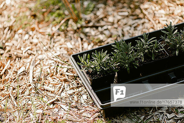 Four seedlings in plastic containers sit in a tray ready to be planted