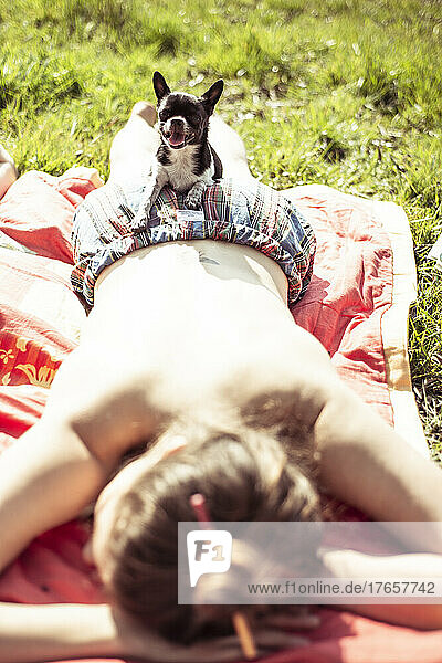 tiny happy chihuahua dog pants and rests in sun on mums back