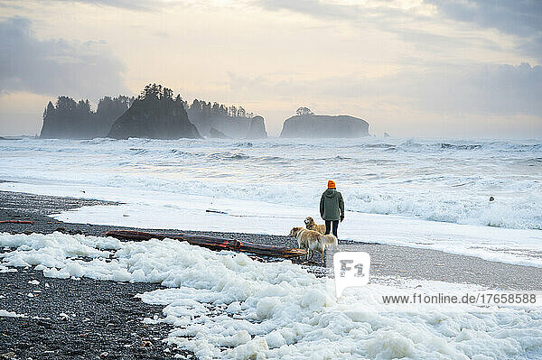 Female playing fetch with dogs on the olympic coast
