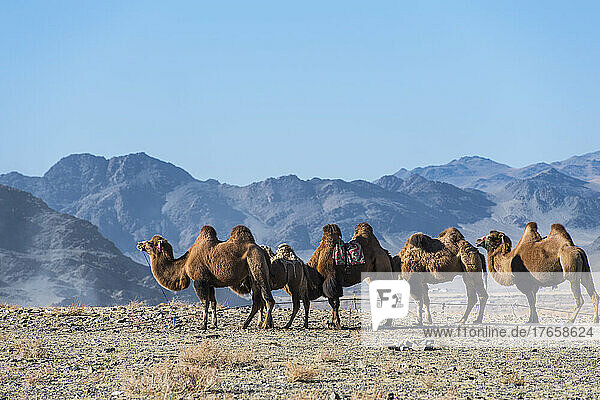 Mongolian camel's in the west of Mongolia