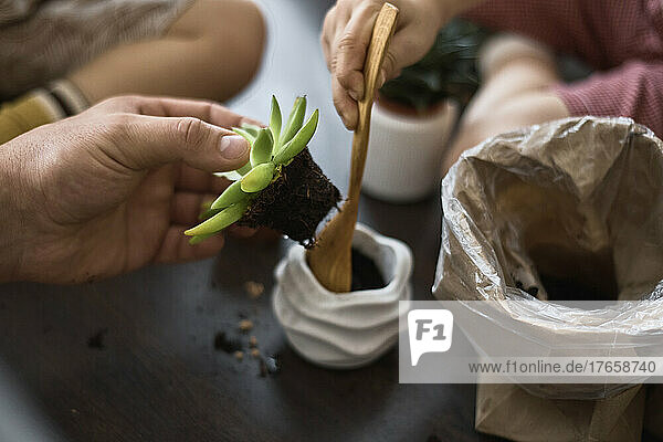 Father and children transplanting a succulent into a new pot