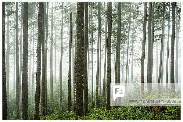 Fog in tall thin trees with ferns
