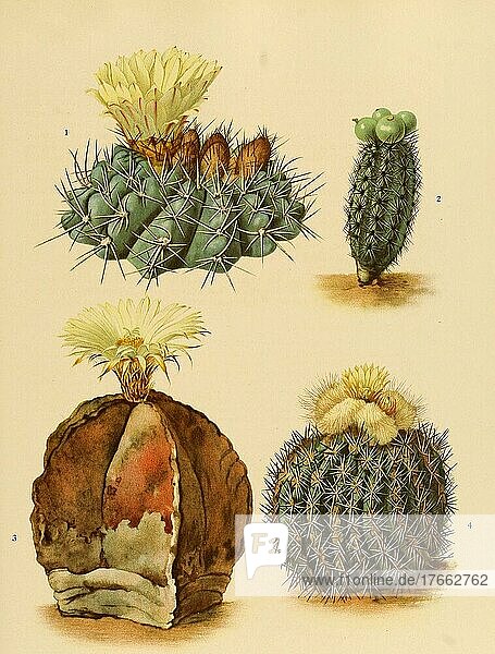 1. Malacocarphus mammulosus  2. Mila caespitosa  3.  4. Malacocarpus islayensis  Kaktus  Kakteen (Astrophytum myriostigma)  digital restaurierte Reproduktion einer Originalvorlage aus dem 19. Jahrhundert  genaues Originaldatum nicht bekannt