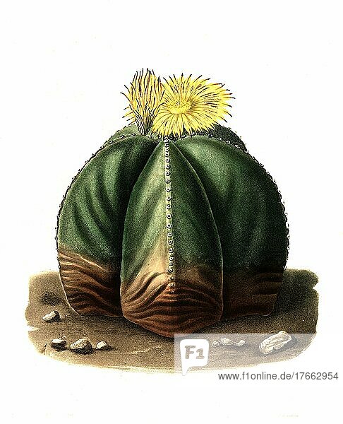 Bischofsmütze ist eine Art aus der Gattung Astrophytum in der Familie der Kakteengewächse (Astrophytum myriostigma)  Kaktus  Kakteen  digital restaurierte Reproduktion einer Originalvorlage aus dem 19. Jahrhundert  genaues Originaldatum nicht bekannt