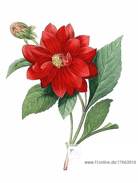 Scharlach-Dahlie  Dahlia coccinea  ist eine Pflanzenart aus der Gattung der Dahlien  digitale Reproduktion einer Originalvorlage aus dem 18. Jahrhundert  Originaldatum nicht bekannt