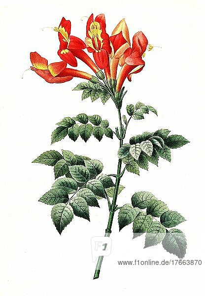 Bignonia capensis  eine Pflanzenart aus der Gattung Bignonia innerhalb der Familie der Trompetenbaumgewächse  Digital aufbereitete Reproduktion einer Aquarellzeichnung aus dem Jahre 1827