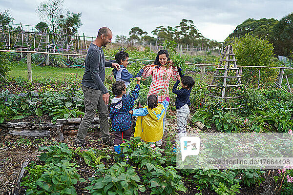 Familie erntet frische Möhren im Gemüsegarten