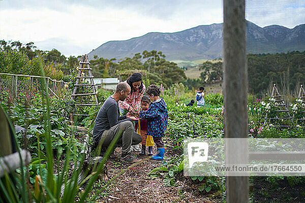 Family harvesting vegetables in garden