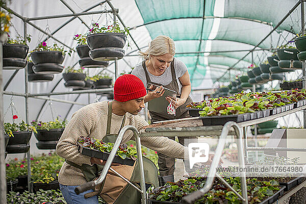 Mitarbeiter einer Gärtnerei kontrollieren Pflanzen im Gewächshaus
