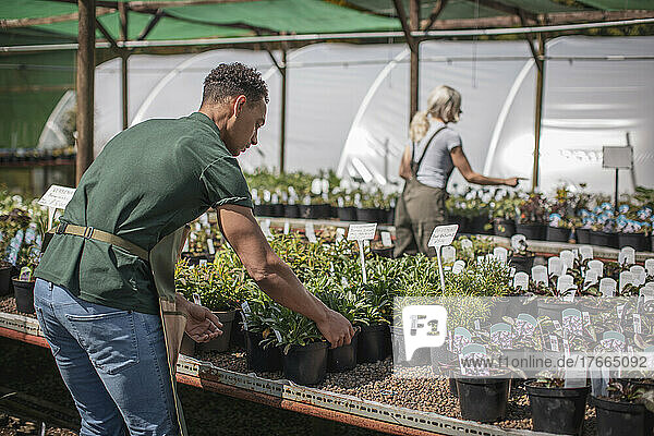 Mitarbeiter einer Gärtnerei arrangiert Pflanzen in einem sonnigen Gewächshaus