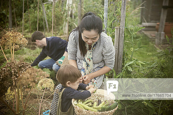 Mother and son harvesting vegetables in garden