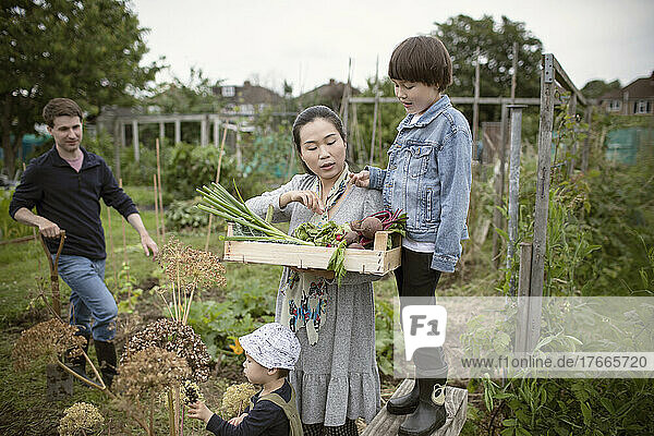 Family harvesting fresh vegetables in garden