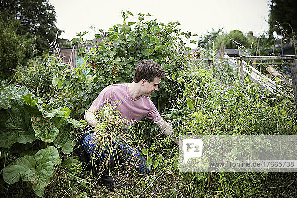 Man pulling weeds in vegetable garden