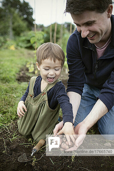 Happy father and toddler son harvesting potatoes