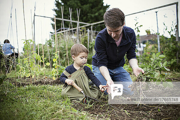 Father and toddler son gardening