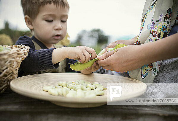 Close up toddler boy shelling green butter beans