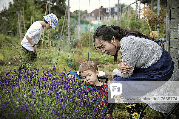Mother and toddler son looking at lavender plant in garden