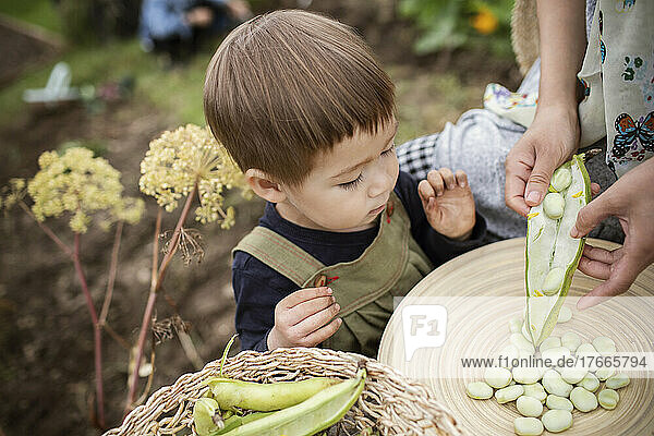 Curious toddler boy shelling butter beans with mother