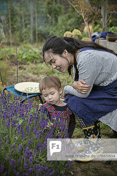 Mother and son looking at lavender plant in garden