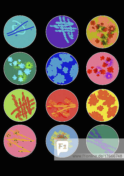 Mehrfarbige Proben in Reihen von Petrischalen
