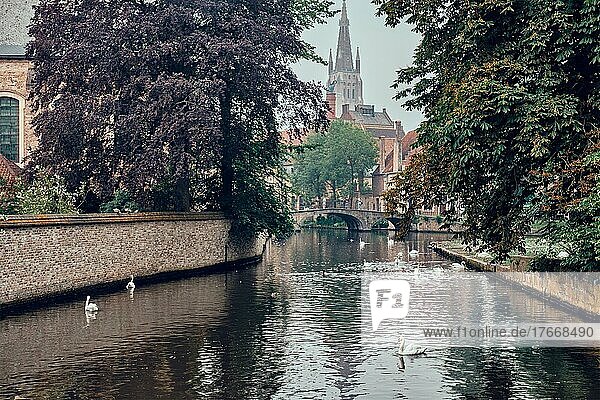 Picturesque view of Brugge  Bruges canal with white swans on water between old trees with Church of Our Lady in the background  Brugge  Belgium