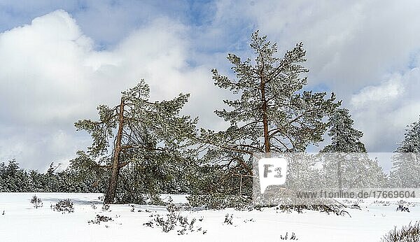 Snow-covered trees  forest in winter  Oppenau  Black Forest  Baden-Württemberg  Germany  Europe