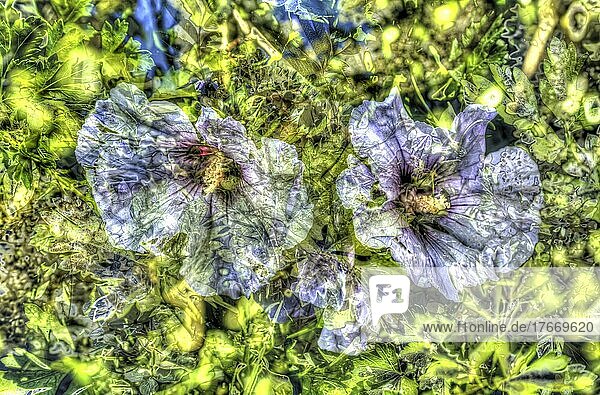 Blumen kreativ  künstlerische Aufnahme  Hibiskus (Hibiscus)  lila Blüten verfremdet  Blütenmix  Pflanzen  duftig  Deutschland  Europa
